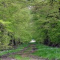 Le Sentier Botanique de Demigny Le Sentier Botanique de Demigny