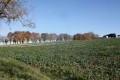 Les merles de Réaux Les merles de Réaux
