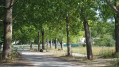 Allée de peupliers le long du camping à Villeneuve Allée de peupliers le long du camping à Villeneuve
