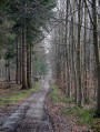 Dans la Forêt Domaniale Verte - Les Cotrets Dans la Forêt Domaniale Verte - Les Cotrets