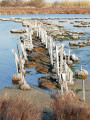 Petite Camargue Petite Camargue