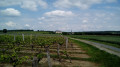 Le Château de Berrie par les vignes et par les champs Le Château de Berrie par les vignes et par les champs