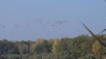 Forêt de la Reine - Région Lorraine Forêt de la Reine - Région Lorraine