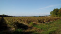 Les cassissiers sur les coteaux de l'Epte Les cassissiers sur les coteaux de l'Epte