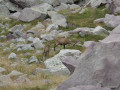 Refuge des Merveilles - Baisse de Camp Refuge des Merveilles - Baisse de Camp
