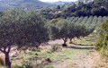 Aureille : à travers les oliveraies Aureille : à travers les oliveraies