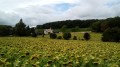 À Pas de Loup dans le vignoble loudunais À Pas de Loup dans le vignoble loudunais