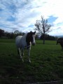 Cheval Cheval
