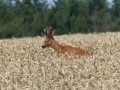 De la Canche au Bois de Mortagne De la Canche au Bois de Mortagne