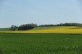 Bois du Thuilay, Croix Gillet, Gros chêne Bois du Thuilay, Croix Gillet, Gros chêne