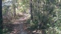 Saint Même le Tenu - La Forêt de Machecoul Saint Même le Tenu - La Forêt de Machecoul