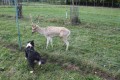 Buchhuebel et Pferchfeld Buchhuebel et Pferchfeld
