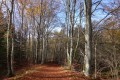 Forêt de Hêtres Forêt de Hêtres