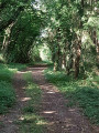 Boucle en Forêt de Saint-Sauvant par la Branlerie Boucle en Forêt de Saint-Sauvant par la Branlerie