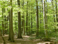 Forêt de Tronçais Forêt de Tronçais