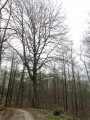 Une promenade en forêt de Montmorency Une promenade en forêt de Montmorency