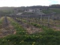 Le chemin du coucou Le chemin du coucou
