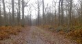 En forêt de Saint-Germain-en-Laye En forêt de Saint-Germain-en-Laye