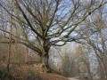 Forêt d'Eawy par les bois de Pimont et du Croc Forêt d'Eawy par les bois de Pimont et du Croc