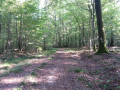 Circuit dans la forêt du Grand Orient Circuit dans la forêt du Grand Orient