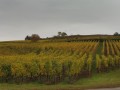 Le vignoble, côté Rouffach, et les collines du Zinnkoepfle et du Bollenberg Le vignoble, côté Rouffach, et les collines du Zinnkoepfle et du Bollenberg