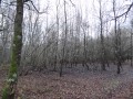 Boucle dans la Sologne des étangs et des dolines Boucle dans la Sologne des étangs et des dolines
