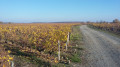 Vignes et patrimoine à Vernou-sur-Brenne Vignes et patrimoine à Vernou-sur-Brenne