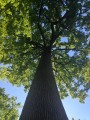Les Sept Chênes en Forêt de Tronçais Les Sept Chênes en Forêt de Tronçais