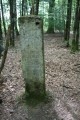 Forêt de l'Hermitain à La Couarde Forêt de l'Hermitain à La Couarde