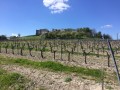 Circuit des vignes à Bouteville Circuit des vignes à Bouteville