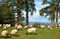 Le plateau du Mousqué Le plateau du Mousqué