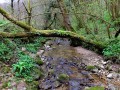 Le ruisseau des Mercureaux Le ruisseau des Mercureaux