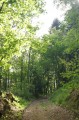 Sur les pentes Sud du Hartmannswillerkopf Sur les pentes Sud du Hartmannswillerkopf