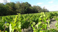 Sur le chemin des vignobles depuis Chitenay Sur le chemin des vignobles depuis Chitenay