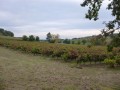 Petites églises, vignes et châteaux autour de Cahuzac-sur-Vère Petites églises, vignes et châteaux autour de Cahuzac-sur-Vère