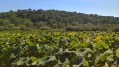 Le Parc de la Valmasque et l'Étang de Fontmerle Le Parc de la Valmasque et l'Étang de Fontmerle