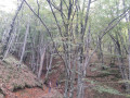 L'arboretum de l'Espaze L'arboretum de l'Espaze