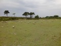 Moutons de pré salé Moutons de pré salé