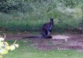 Circuit des wallabies Circuit des wallabies