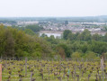Au cœur du vignoble Saumur-Champigny Au cœur du vignoble Saumur-Champigny