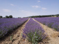 Le Chemin des Lavandes à Sault Le Chemin des Lavandes à Sault