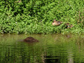Autour de l'Etang de Rosière Autour de l'Etang de Rosière