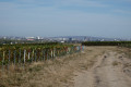Par monts et par vignes à Rilly-la-Montagne Par monts et par vignes à Rilly-la-Montagne