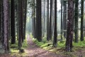 Le tour du Koenigsstuhl Le tour du Koenigsstuhl