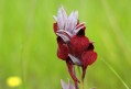 Entre la rose et l'orchidée à Villaudric Entre la rose et l'orchidée à Villaudric