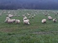 Boucle par les bois de Torpes et la crête d'Osselle Boucle par les bois de Torpes et la crête d'Osselle