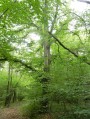 À la découverte du kiosque du Belvédère de Châtillon en forêt de Rosny À la découverte du kiosque du Belvédère de Châtillon en forêt de Rosny