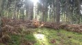 La ceinture verte de la forêt verte La ceinture verte de la forêt verte