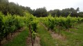 Petite boucle dans le vignoble Richelais Petite boucle dans le vignoble Richelais