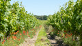 Une boucle au coeur des Vignes de Bourgueil Une boucle au coeur des Vignes de Bourgueil